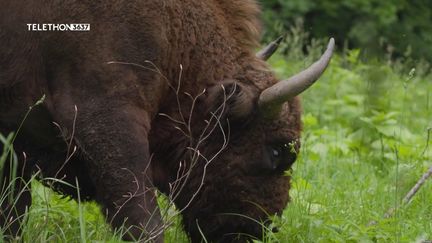 Roumanie : le bison d'Europe réintroduit avec succès (France 2)