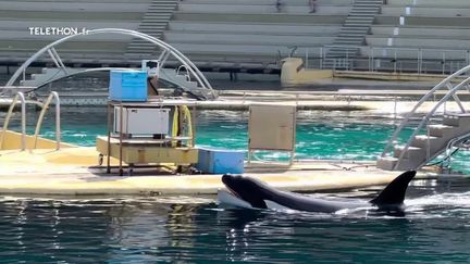 Animaux : l'accueil des orques du Marineland d'Antibes en suspens (France 2)